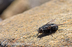 Calliphora vicina (Schmeissfliege) (F170311)