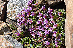 Berglandhummel (Bombus monticola) auf Gegenblättrigem Steinbrech (Saxifraga oppositifolia) (F170350)