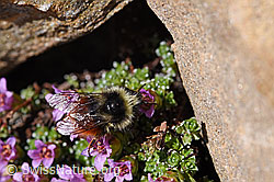 Berglandhummel (Bombus monticola)<br/>Gegenblättriger Steinbrech (Saxifraga oppositifolia)