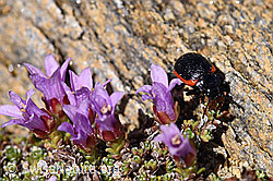 Rotsaum-Blattkäfer (Chrysolina sanguinolenta)