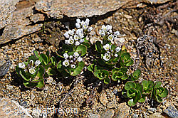 Bläuliche Gänsekresse (Arabis caerulea) (07.2020, F170376)