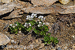 Bläuliche Gänsekresse (Arabis caerulea) (07.2020, F170377)