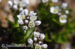Bläuliche Gänsekresse (Arabis caerulea) (07.2020, F170379)