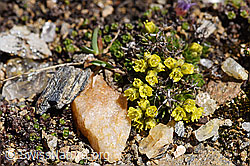 F170385: Hoppes Felsenblümchen (Draba hoppeana)