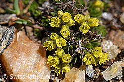 F170386: Hoppes Felsenblümchen (Draba hoppeana)