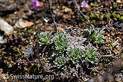 F170388: Ährige Edelraute (Artemisia genipi)
