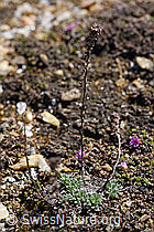 F170390: Ährige Edelraute (Artemisia genipi)