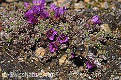 Mistbiene (Eristalis tenax) auf gegenblättrigem Steinbrech (Saxifraga oppositifolia) (07.2020, F170401)