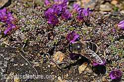F170405: Mistbiene (Eristalis tenax) auf Gegenblättrigem Steinbrech (Saxifraga oppositifolia)