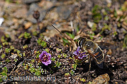 Mistbiene (Eristalis tenax) auf gegenblättrigem Steinbrech (Saxifraga oppositifolia) (07.2020, F170407)