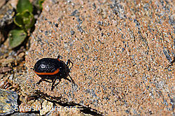 Rotsaum-Blattkäfer (Chrysolina sanguinolenta) (F170410)