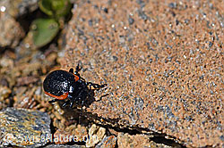 Rotsaum-Blattkäfer (Chrysolina sanguinolenta) (F170411)