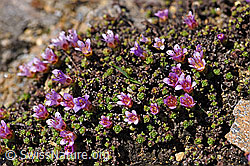 Gegenblättriger Steinbrech (Saxifraga oppositifolia) (07.2020, F170416)