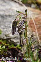 Campanula barbata (F170625)