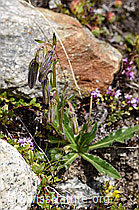 Campanula barbata (F170626)