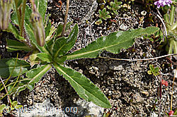 Campanula barbata (F170627)