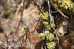 Moosartiger Steinbrech (Saxifraga bryoides) (F170631)
