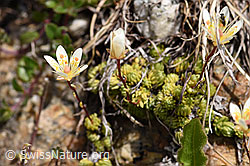 Moosartiger Steinbrech (Saxifraga bryoides) (F170632)