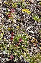 Gämswurz-Greiskraut (Senecio doronicum) (07.2020, F170638)