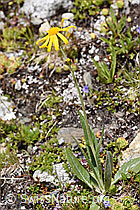 F170640: Gämswurz-Greiskraut (Senecio doronicum)