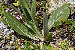 F170641: Gämswurz-Greiskraut (Senecio doronicum)