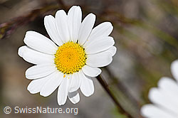 Hügel-Margerite (Leucanthemum gaudinii) (07.2020, F170643)