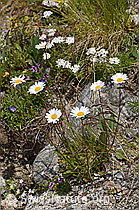 Hügel-Margerite (Leucanthemum gaudinii) (07.2020, F170646)