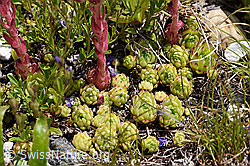 Berg-Hauswurz (Sempervivum montanum) (07.2020, F170648)