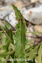 Weissliches Habichtskraut (Hieracium intybaceum) (F170661)