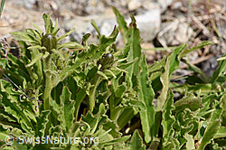 Weissliches Habichtskraut (Hieracium intybaceum) (F170662)