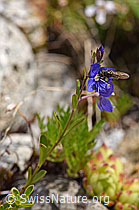 Felsen-Ehrenpreis (Veronica fruticans) (F170670)