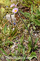 Alpen-Berufkraut (Erigeron alpinus) (07.2020, F170686)