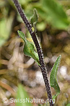 Erigeron alpinus (F170687)