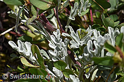 F170700: Graues Greiskraut (Senecio incanus)