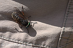 F170702: Hybomitra montana (Bremse)