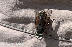 F170703: Hybomitra montana (Bremse)