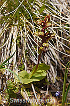 Grüne Hohlzunge (Coeloglossum viride) (F170707)