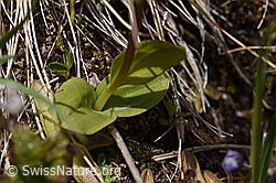 Grüne Hohlzunge (Coeloglossum viride) (F170708)