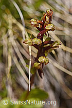 Grüne Hohlzunge (Coeloglossum viride) (F170710)