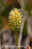 Kelch-Simsenlilie (Tofieldia calyculata) (F170711)