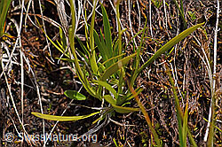 Kelch-Simsenlilie (Tofieldia calyculata) (F170713)
