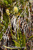 Kelch-Simsenlilie (Tofieldia calyculata) (F170714)