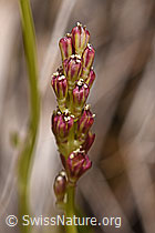 Kelch-Simsenlilie (Tofieldia calyculata) (F170716)