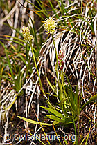 Kelch-Simsenlilie (Tofieldia calyculata) (F170718)