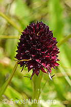 F170719: Schwarzes Männertreu (Nigritella rhellicani)