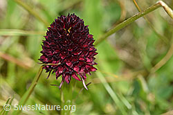 F170720: Schwarzes Männertreu (Nigritella rhellicani), Blüte