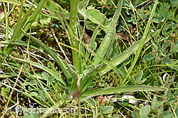 F170721: Schwarzes Männertreu (Nigritella rhellicani), Stängel und Blätter