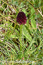 F170722: Schwarzes Männertreu (Nigritella rhellicani)