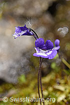 Dünnsporniges Fettblatt (Pinguicula leptoceras) (F170739)