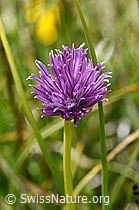 F170756: Schnittlauch (Allium schoenoprasum)